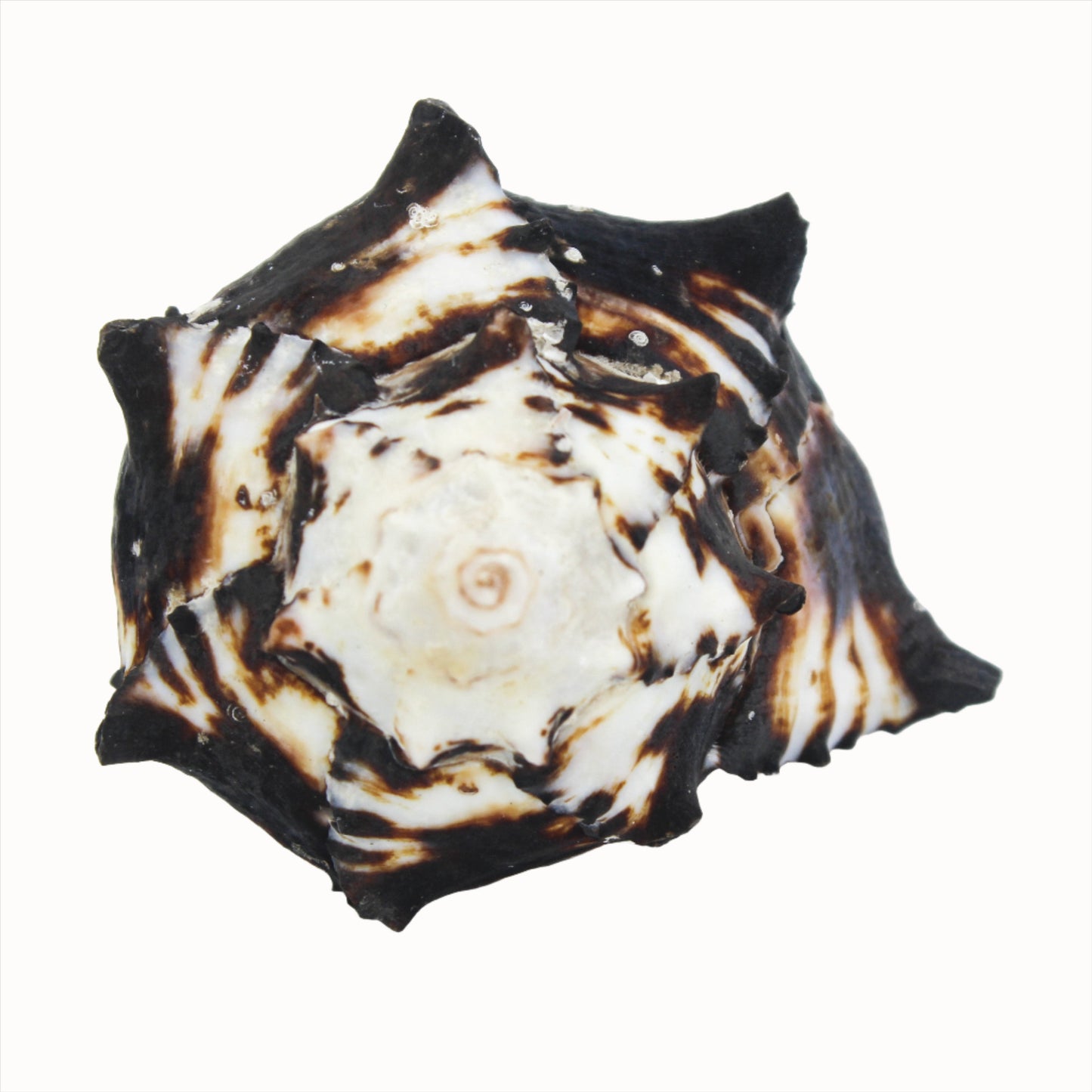 Black Murex 3-4"