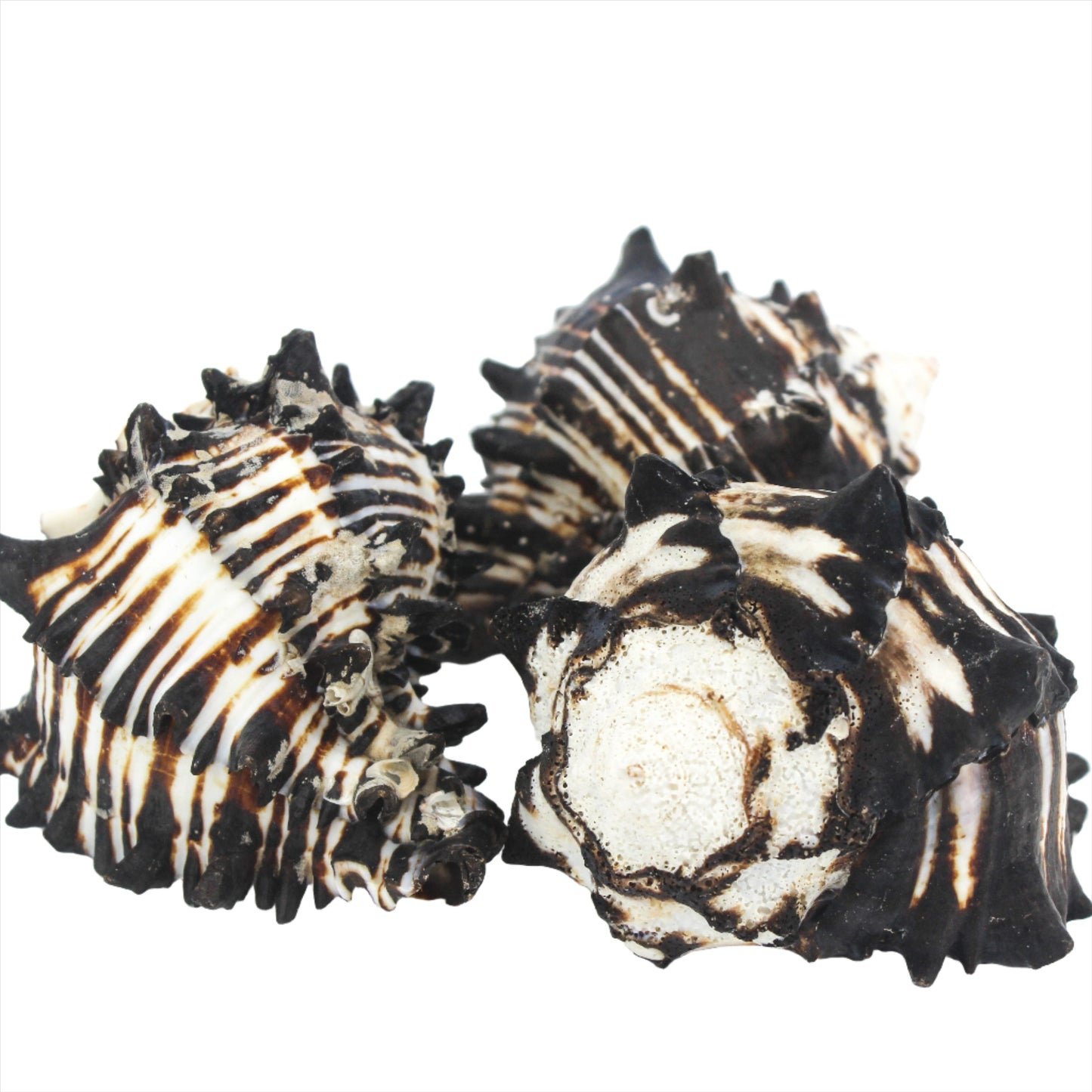 Black Murex 3-4"