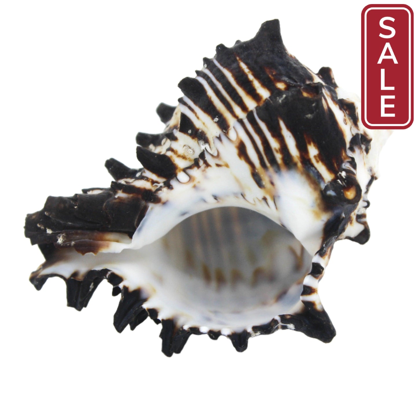 Black Murex 3-4"