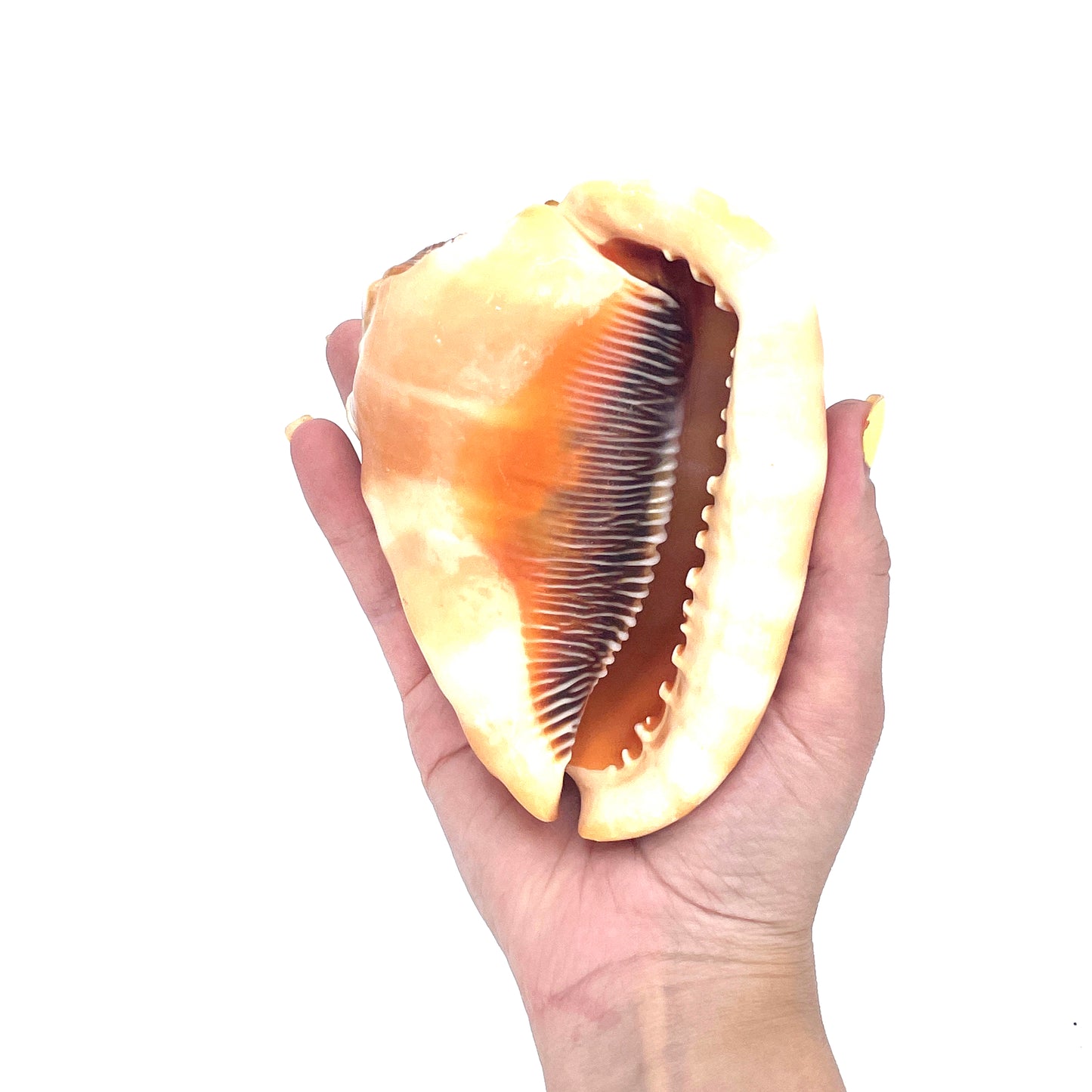 African Bullmouth Helmet