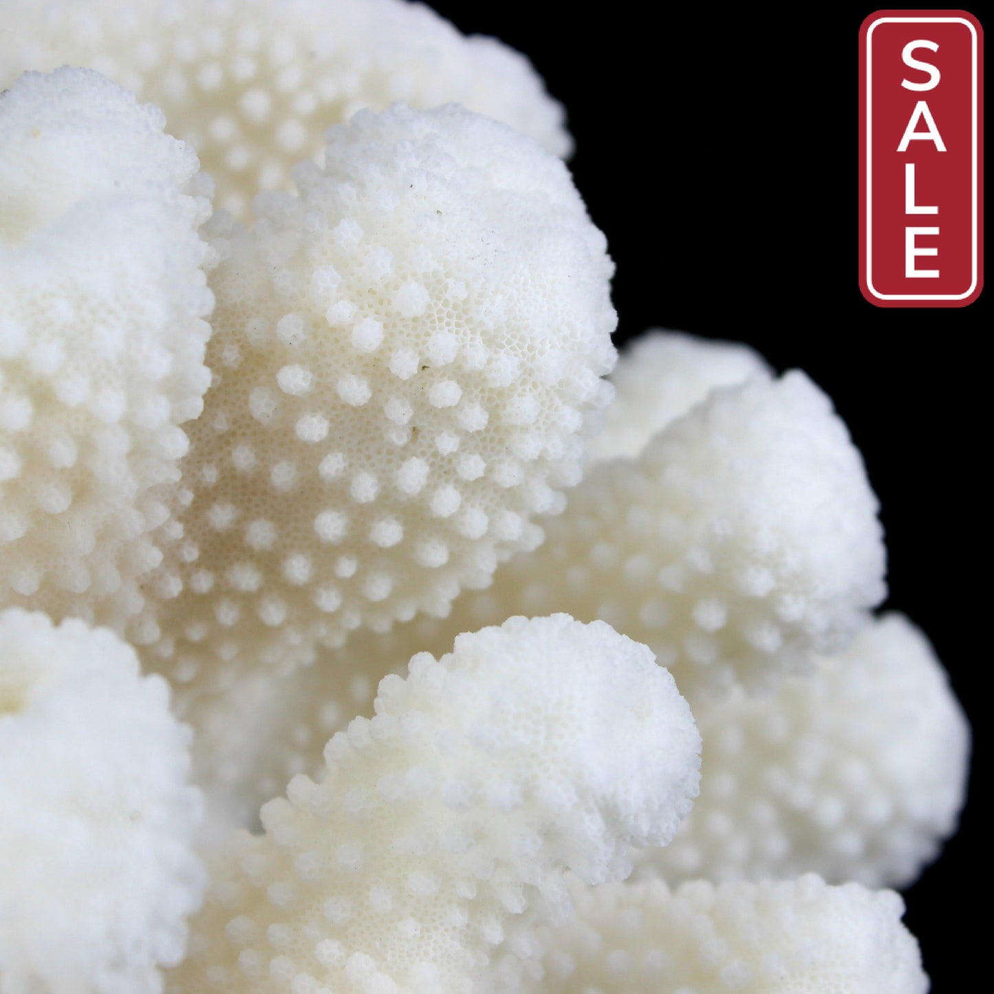Cauliflower Coral 7-10"