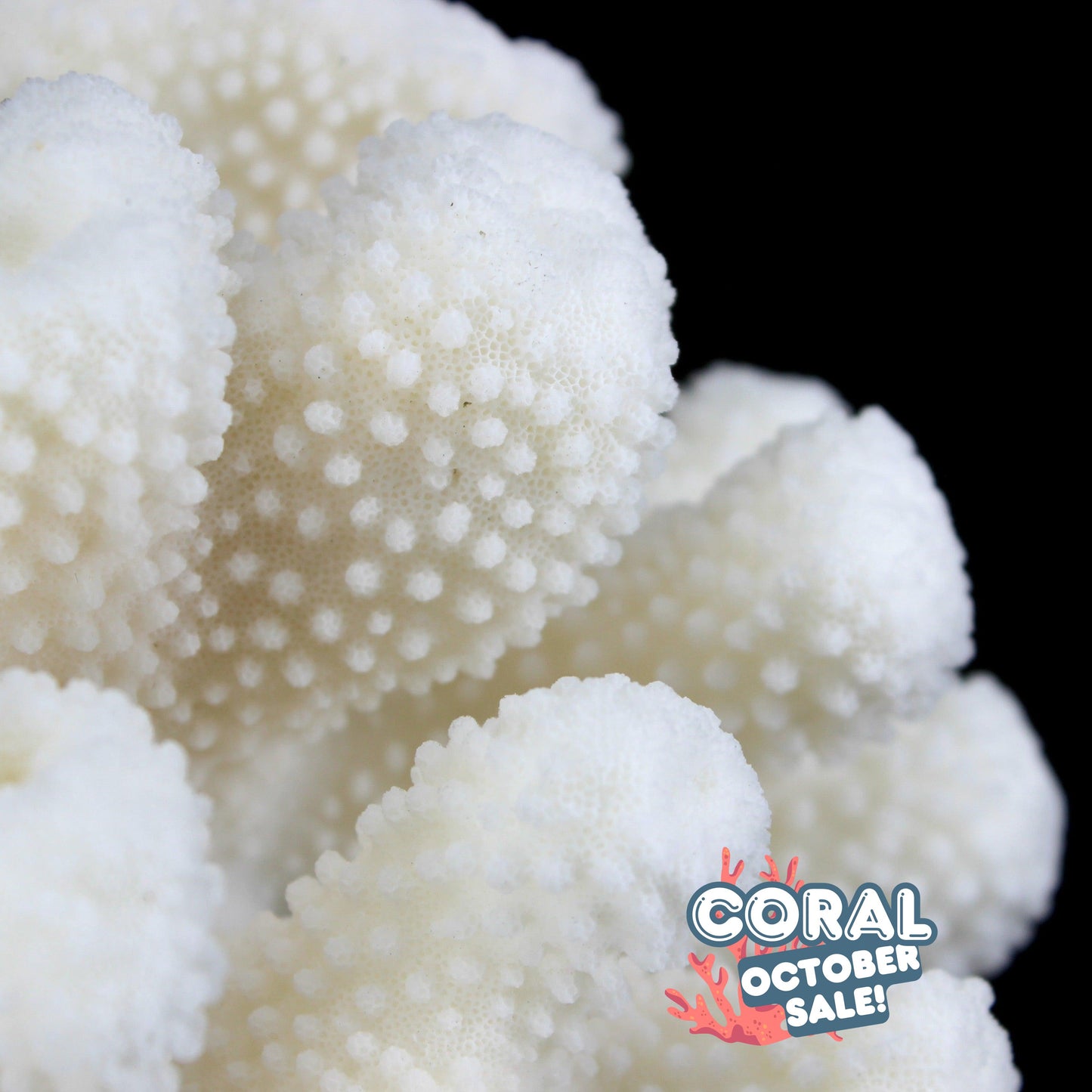 Cauliflower Coral 7-10"