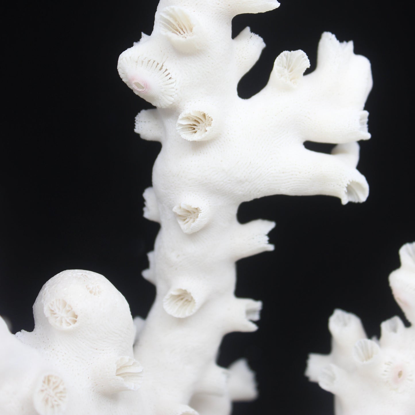 Octopus Coral 14-18"