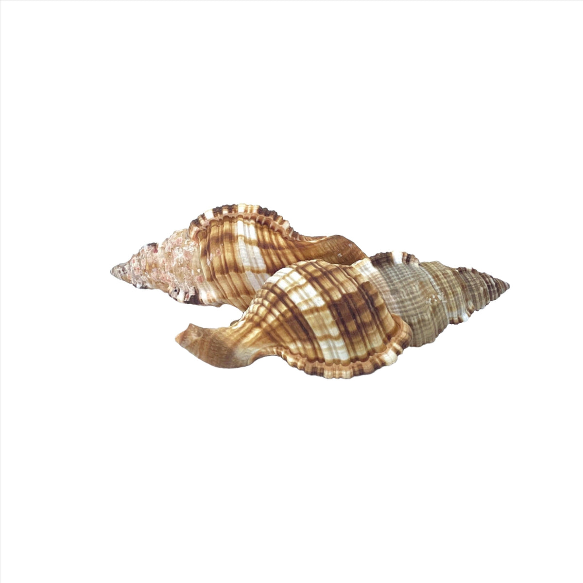 Common Triton