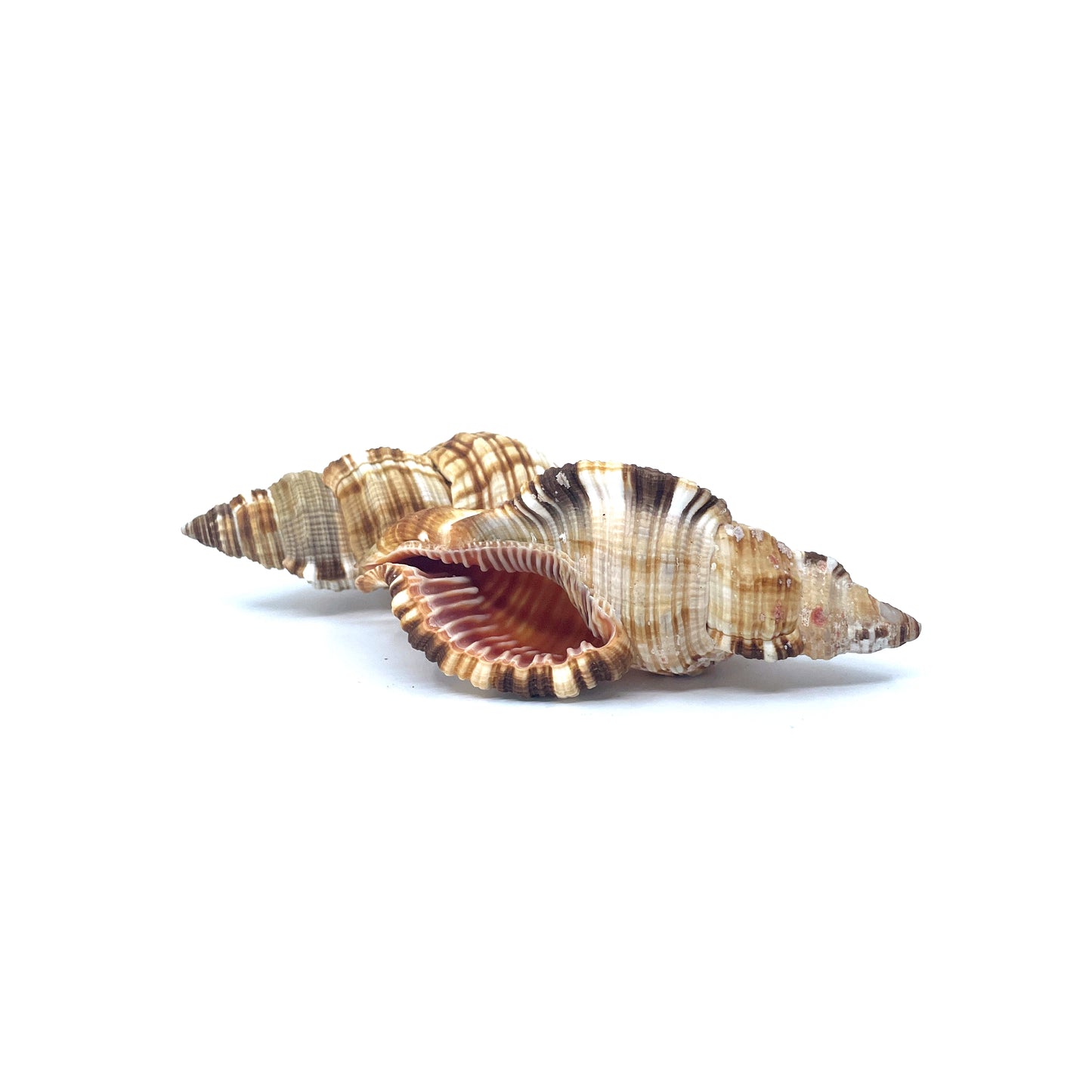 Common Triton