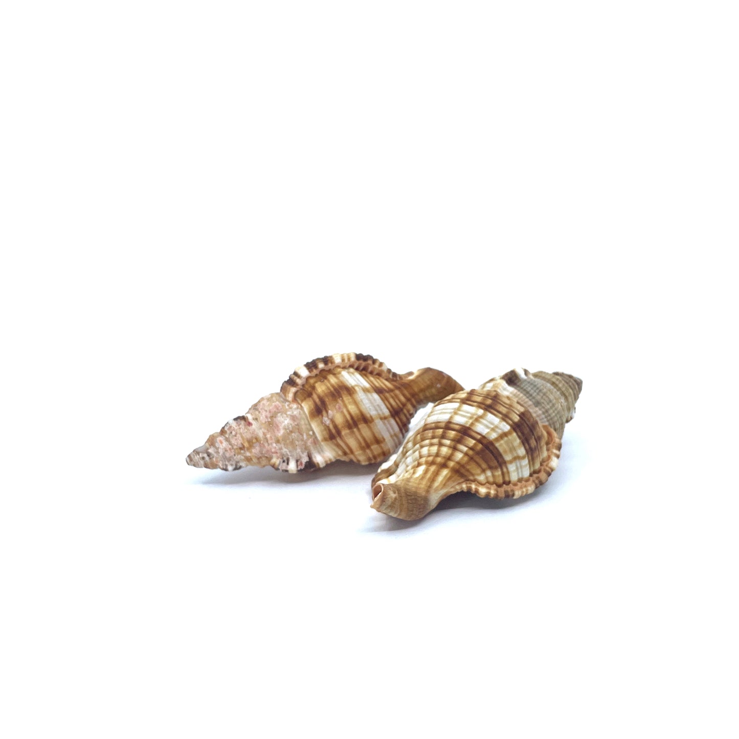 Common Triton