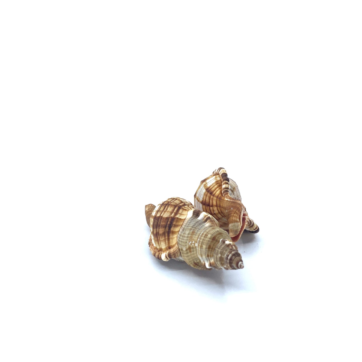 Common Triton