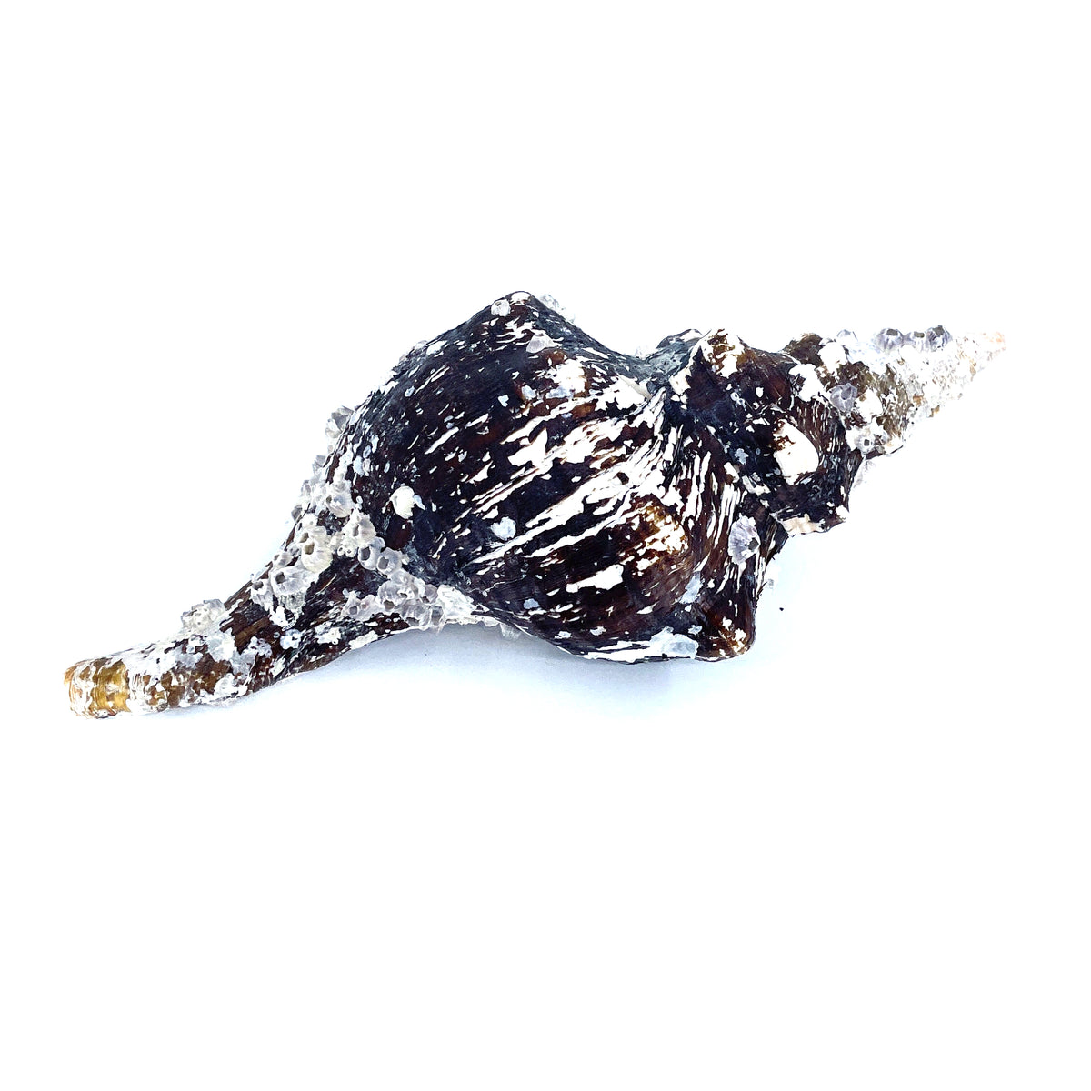 Horse Conch with Perio