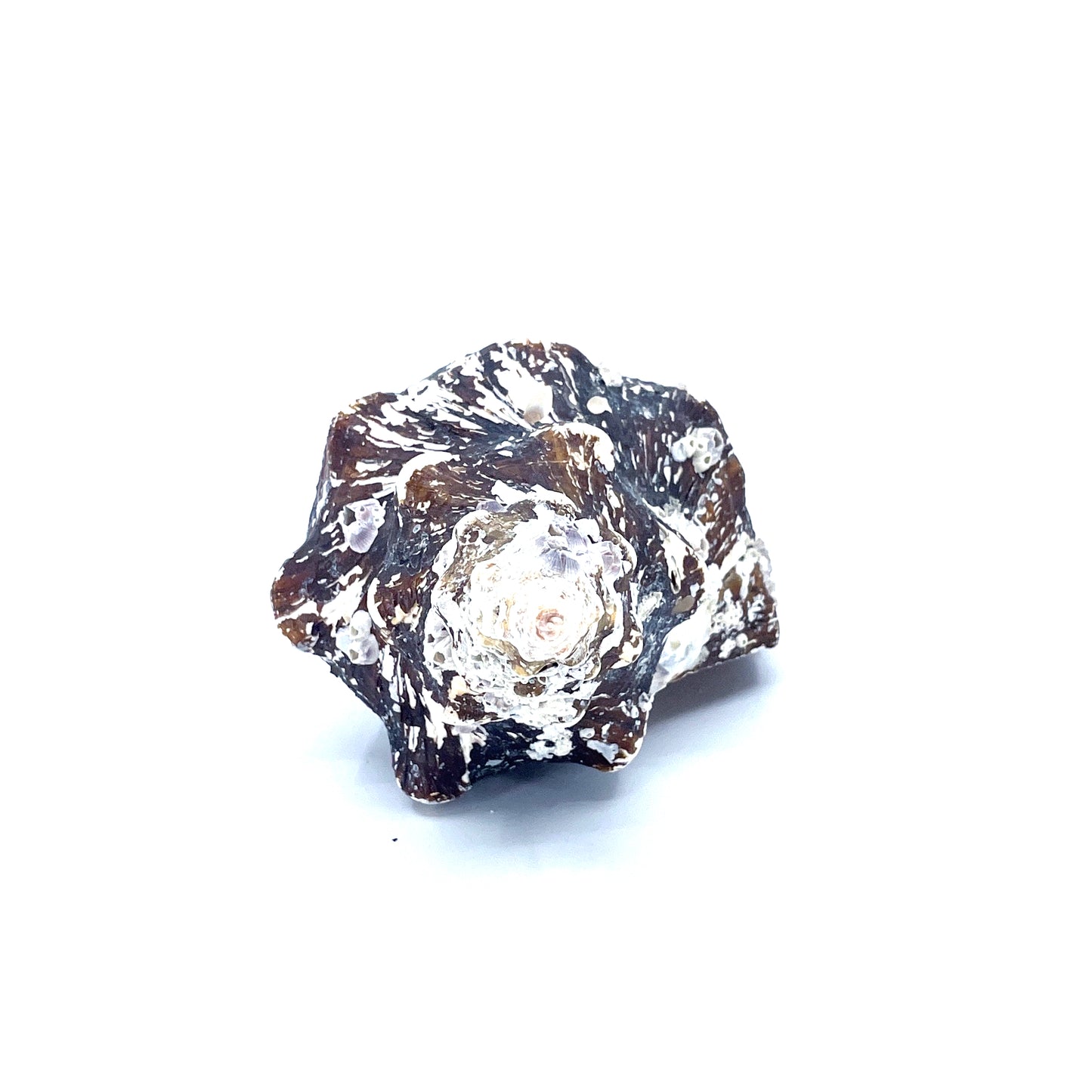 Horse Conch with Perio