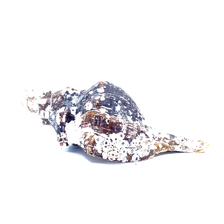 Horse Conch with Perio