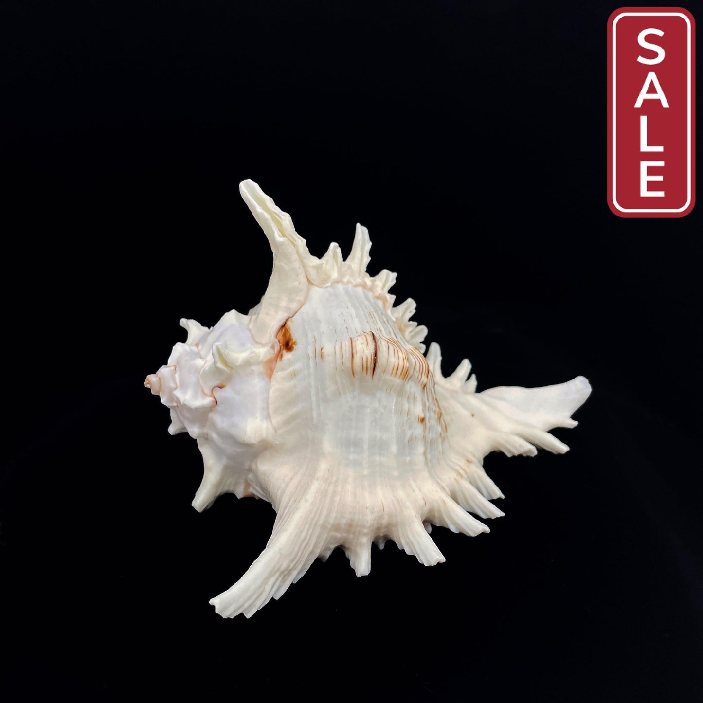 Ramose Murex