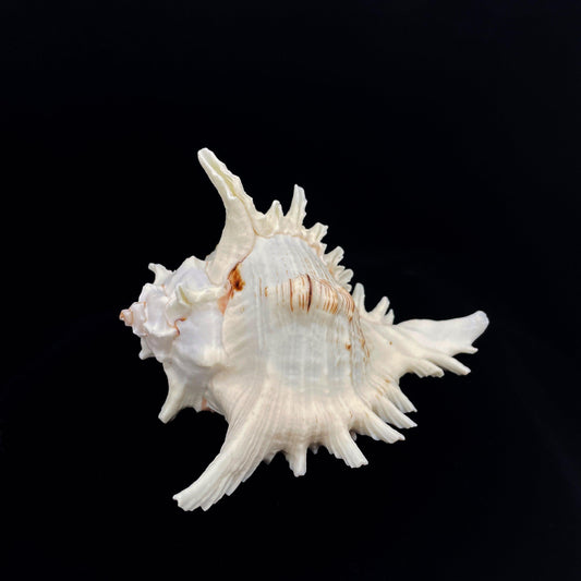 Ramose Murex