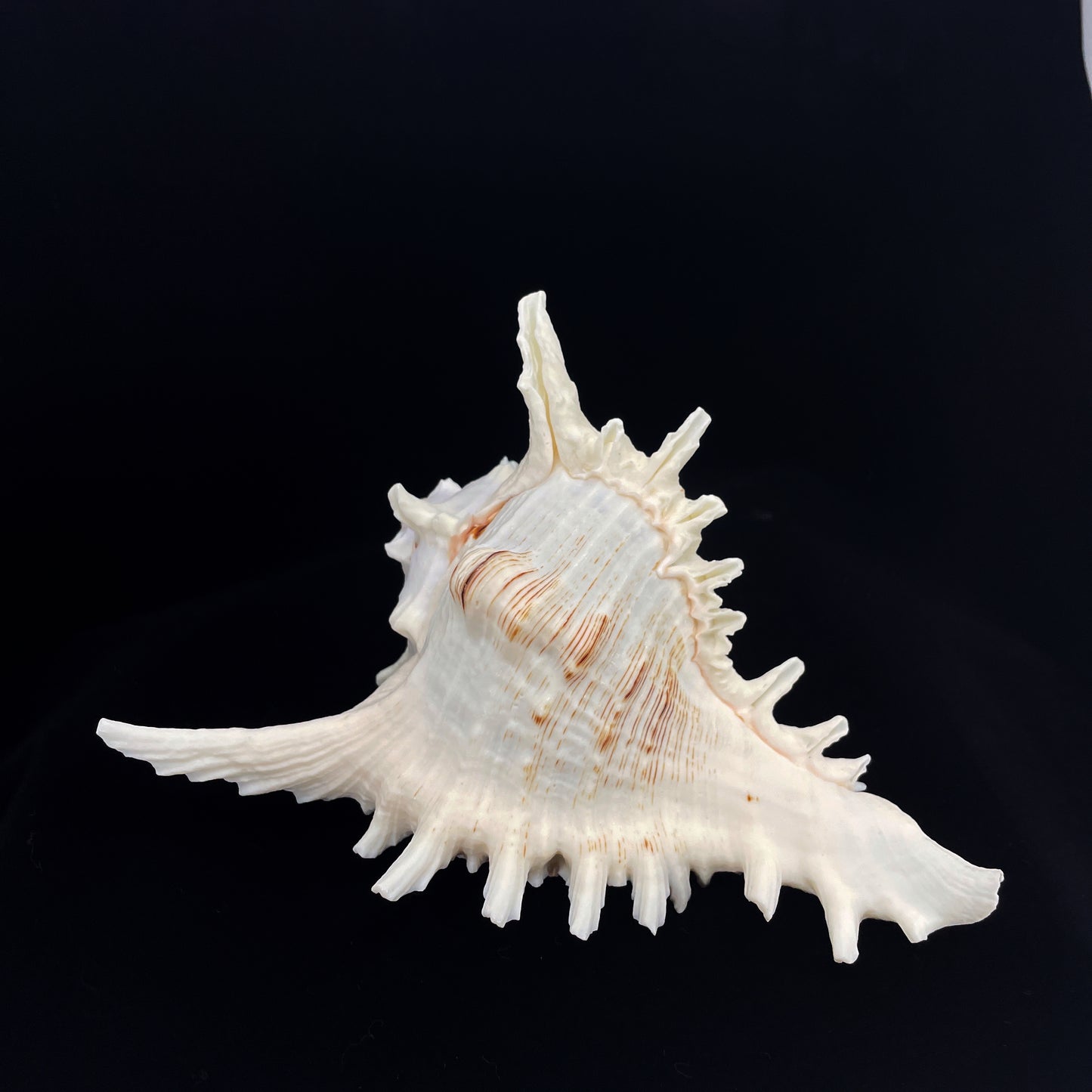 Ramose Murex