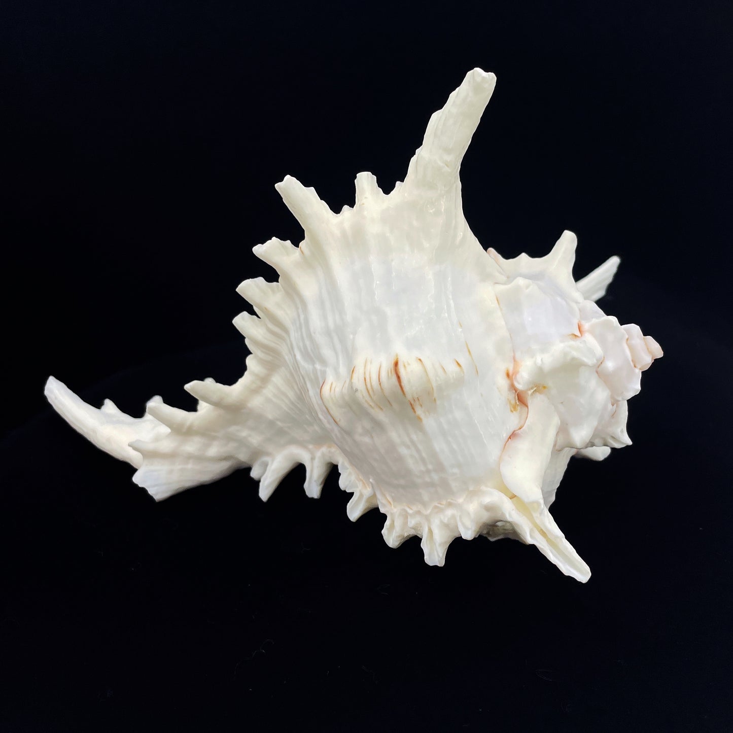 Ramose Murex