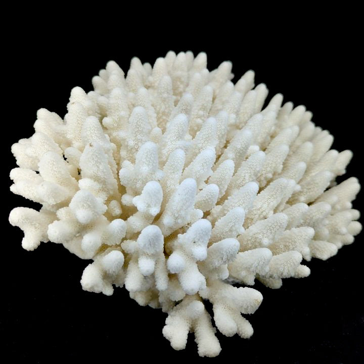 Finger Coral 14-18"