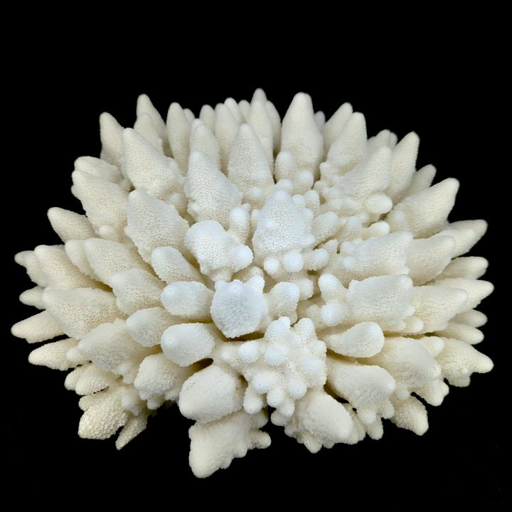 Finger Coral 14-18"