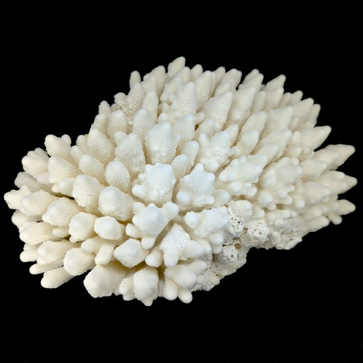 Finger Coral 14-18"