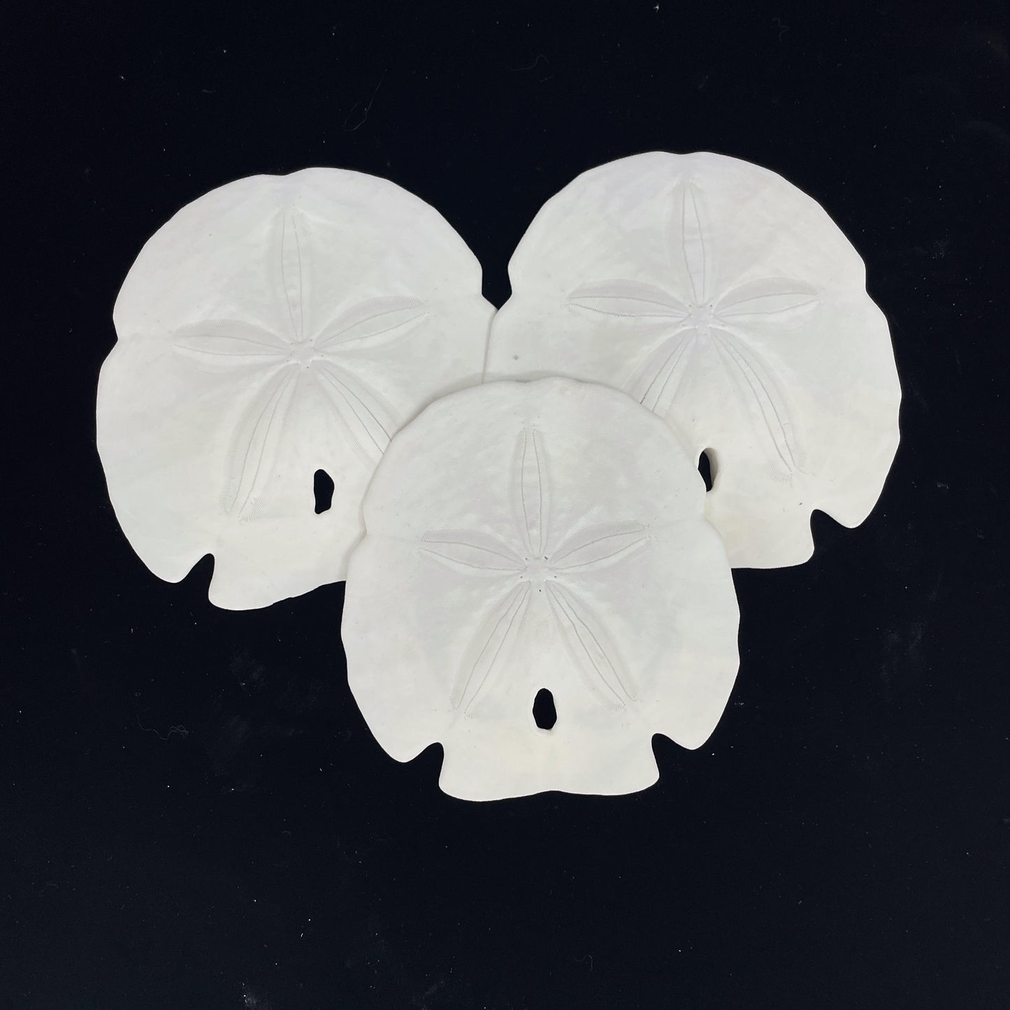 Florida Arrowhead Sandollar