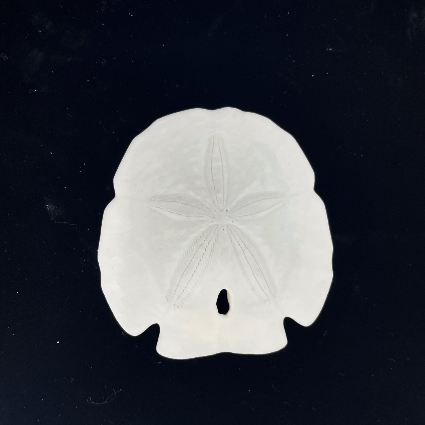 Florida Arrowhead Sandollar