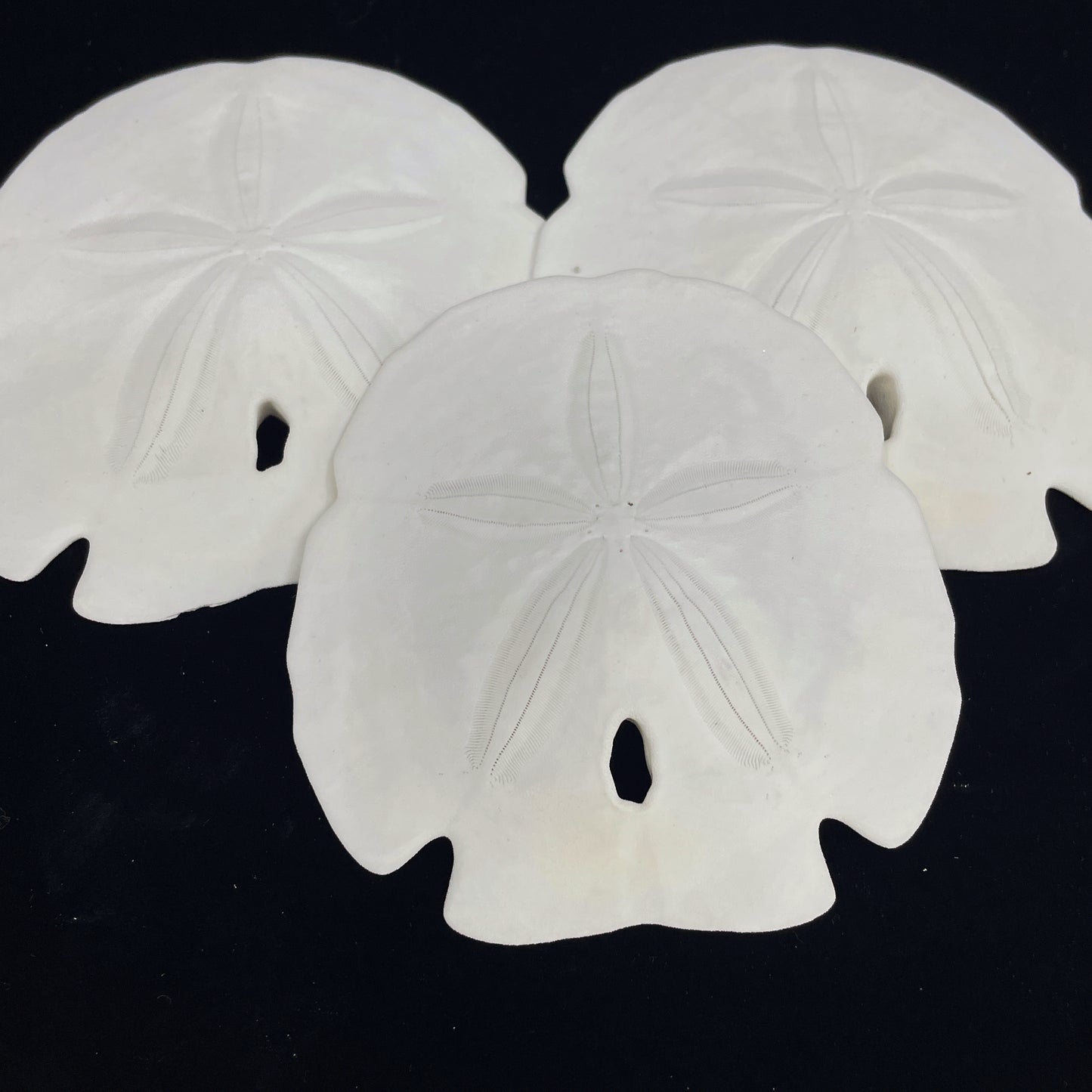 Florida Arrowhead Sandollar