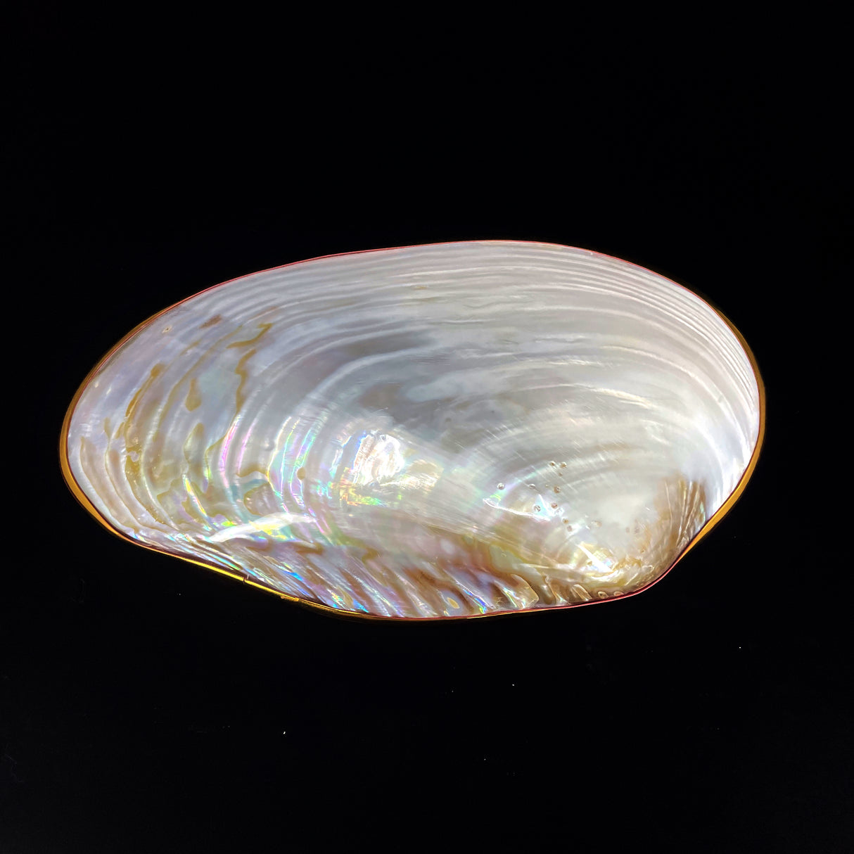 Silver Clam- Golden Edge