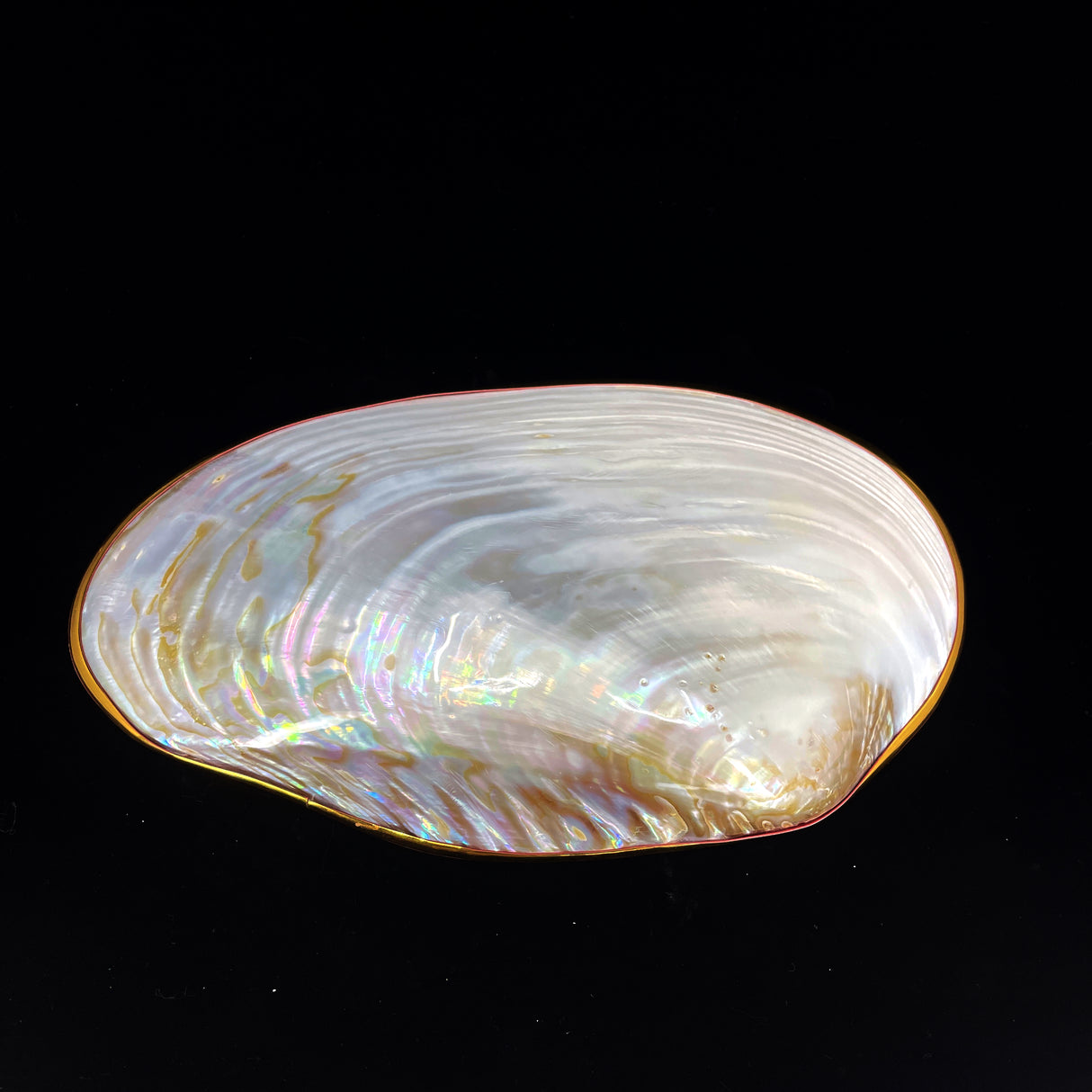 Silver Clam- Golden Edge