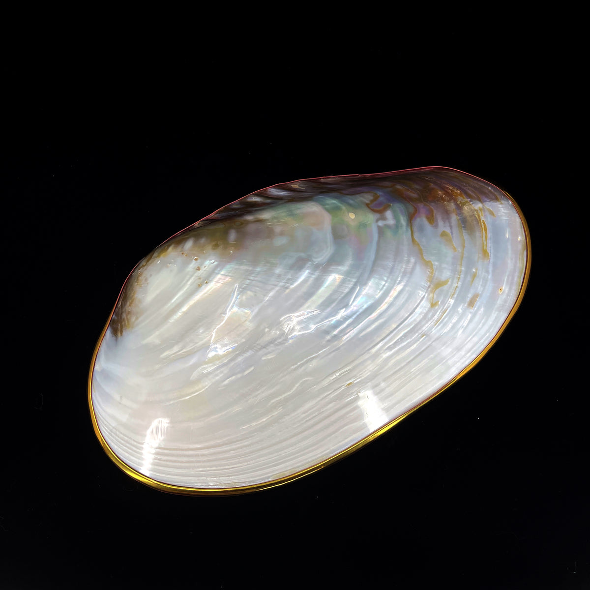 Silver Clam- Golden Edge