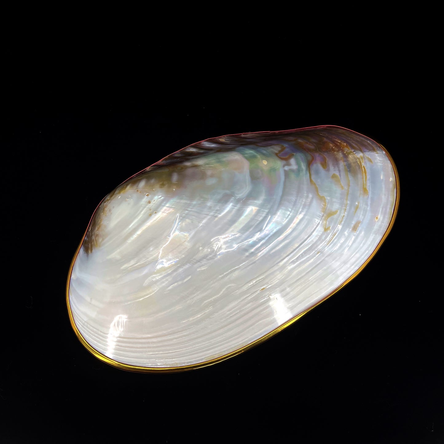 Silver Clam- Golden Edge