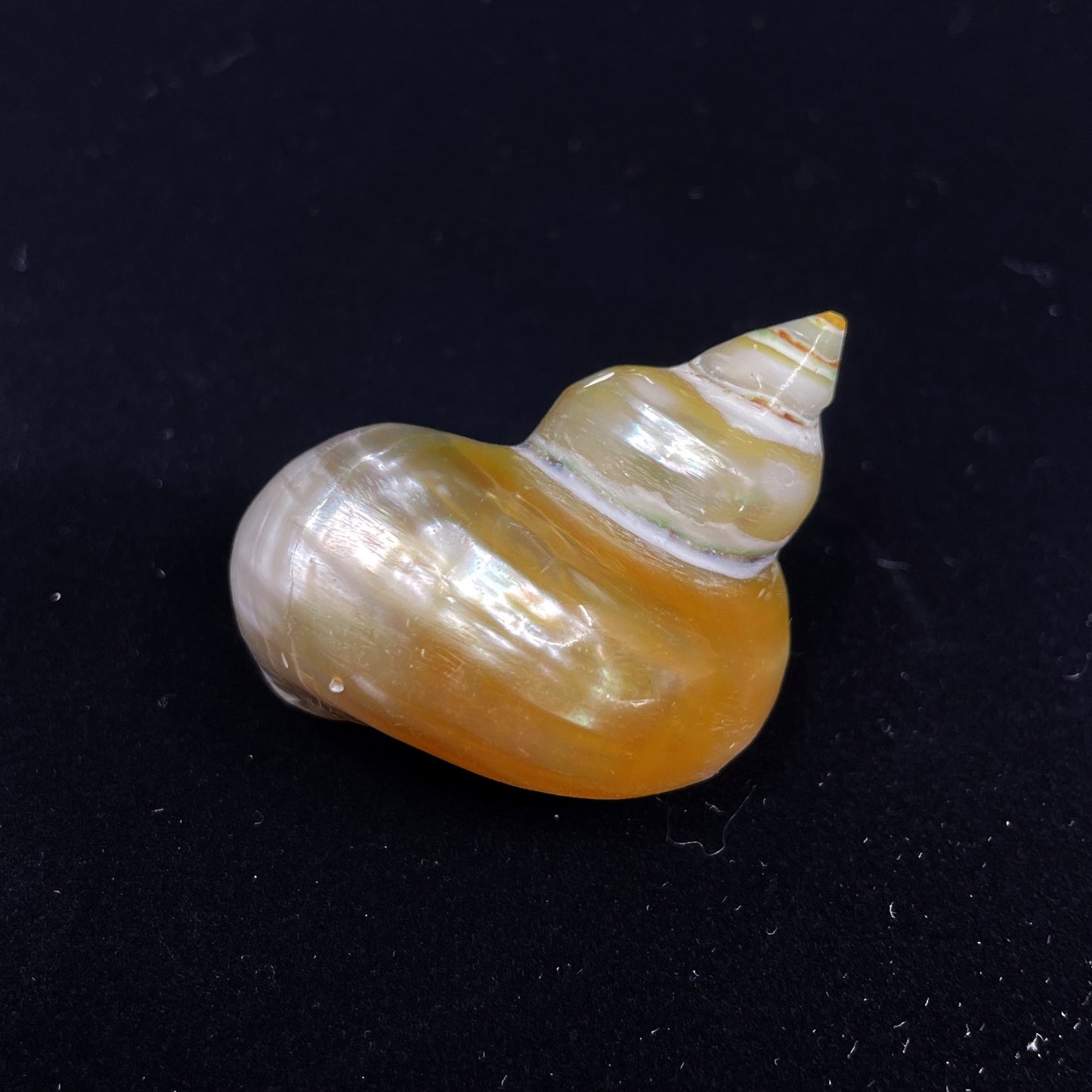 Goldmouth Turbo
