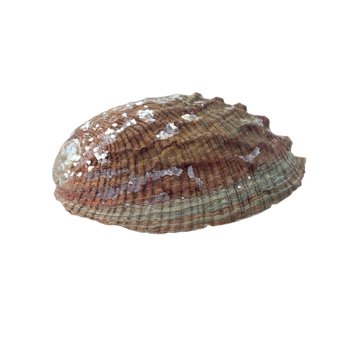 Green Abalone Polished