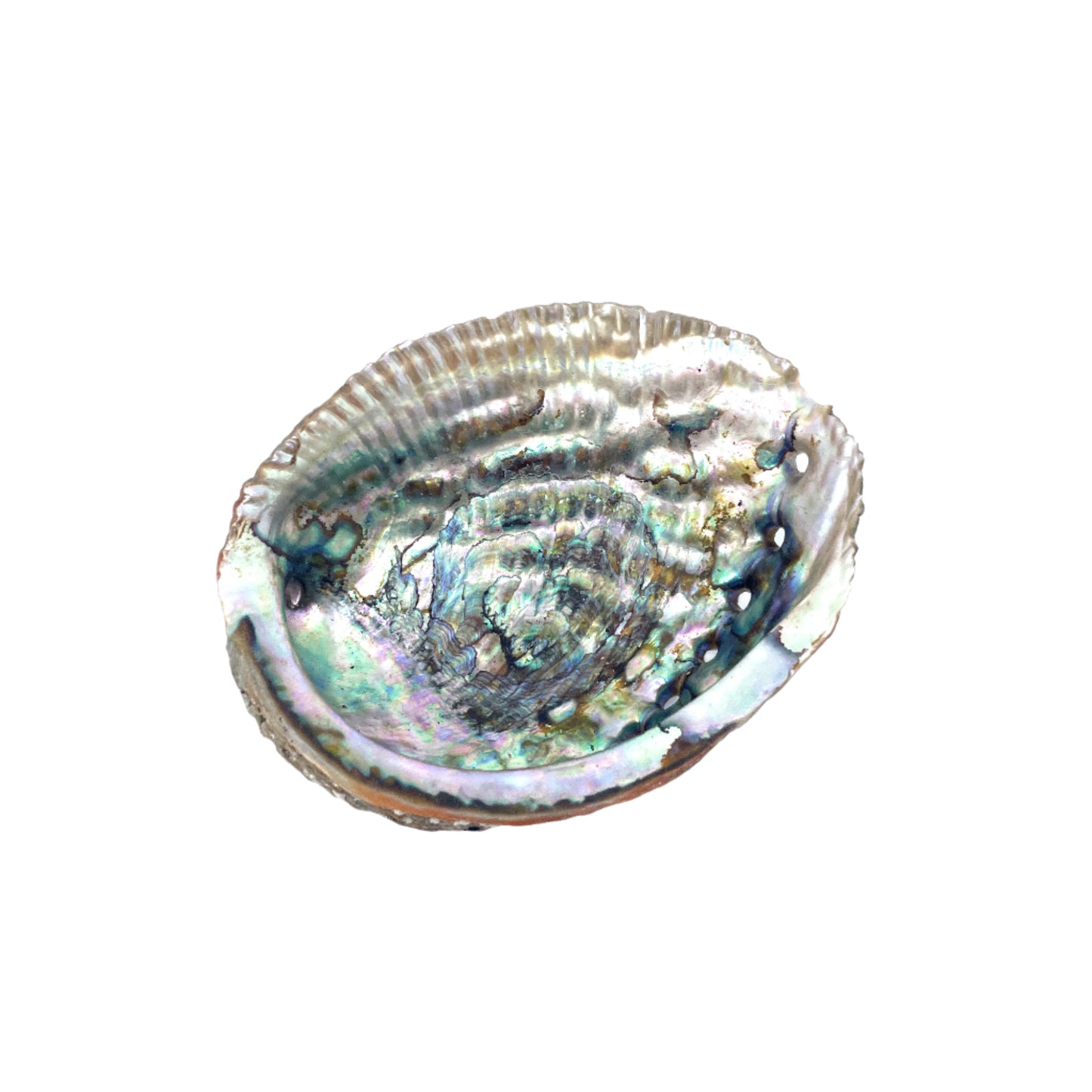 Green Abalone Polished