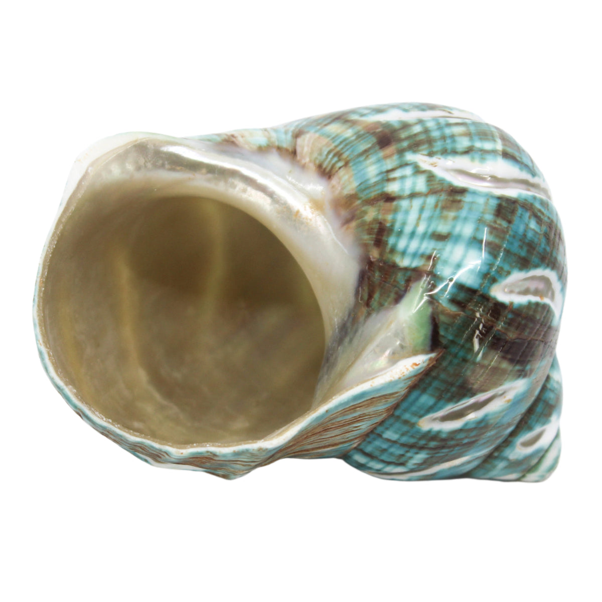 Jade Turbo Carved 3-4"