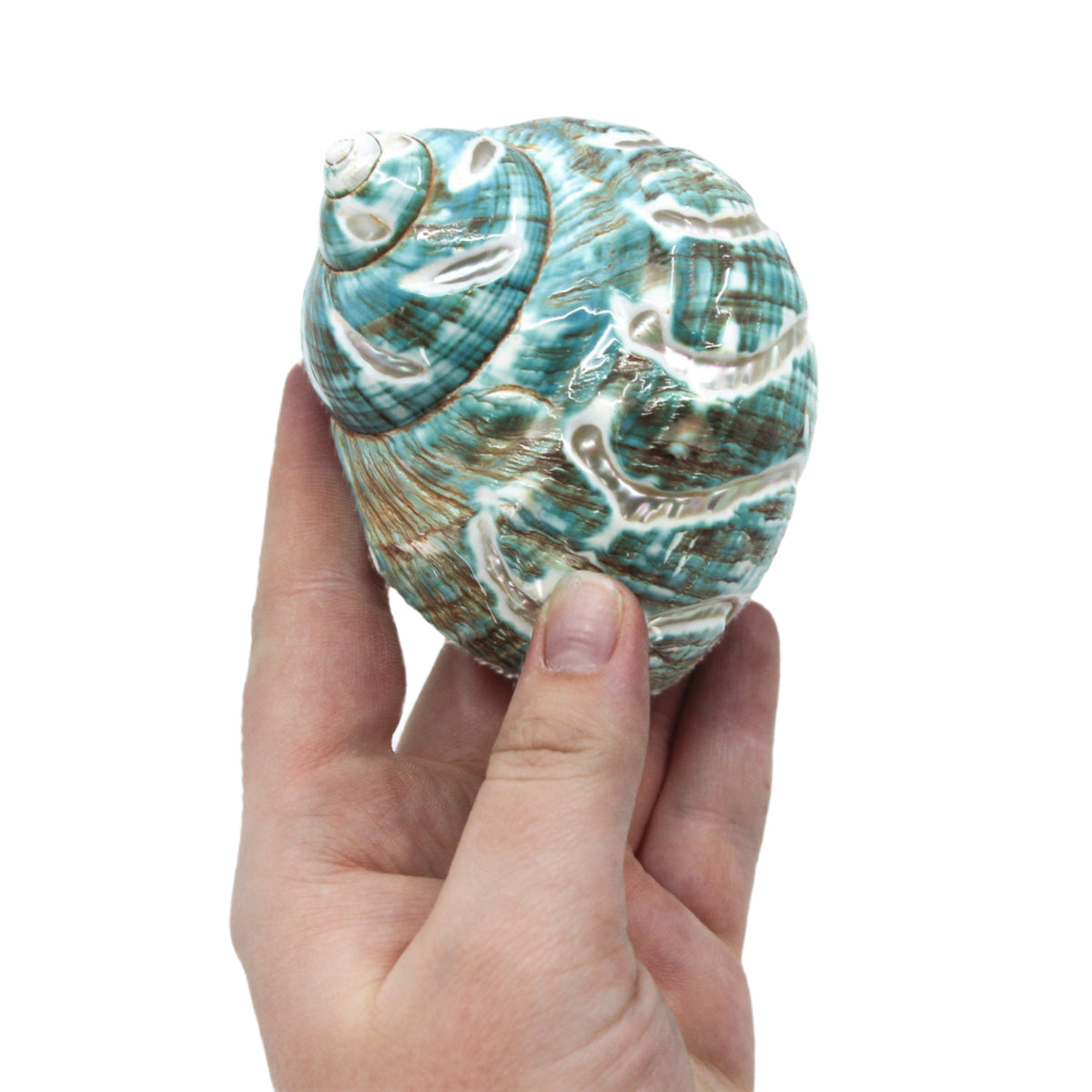 Jade Turbo Carved 3-4"