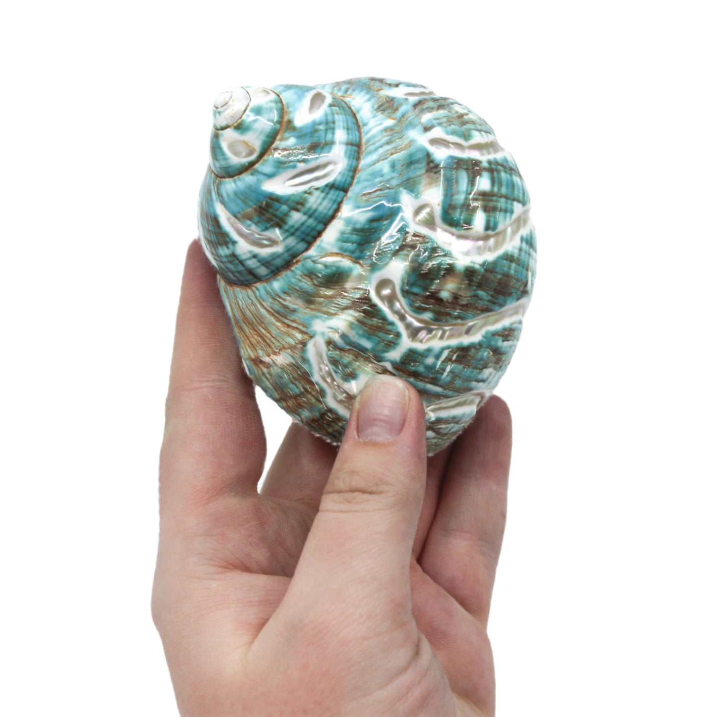 Jade Turbo Carved 3-4"