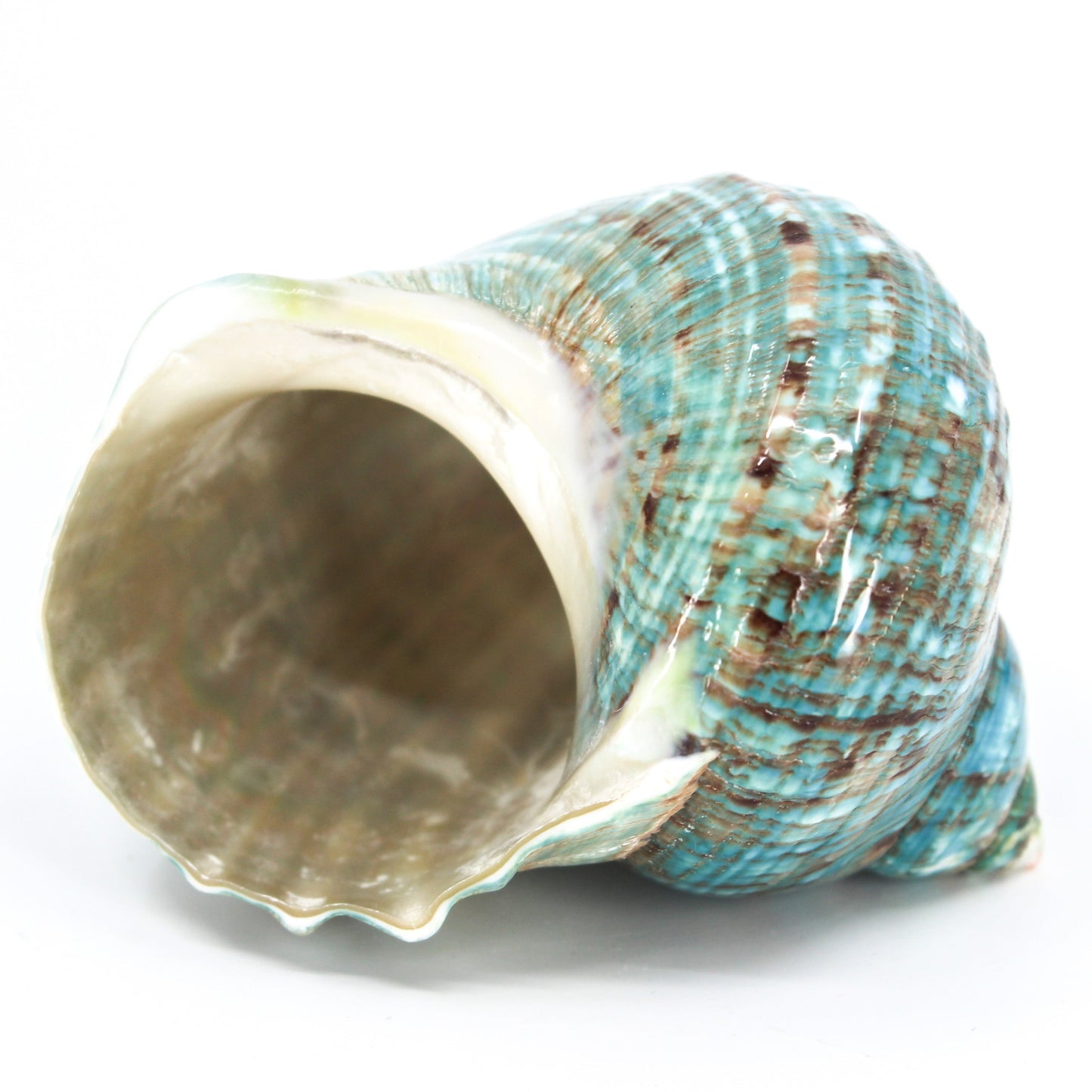 Jade Turbo Shell 2.5-3.5"