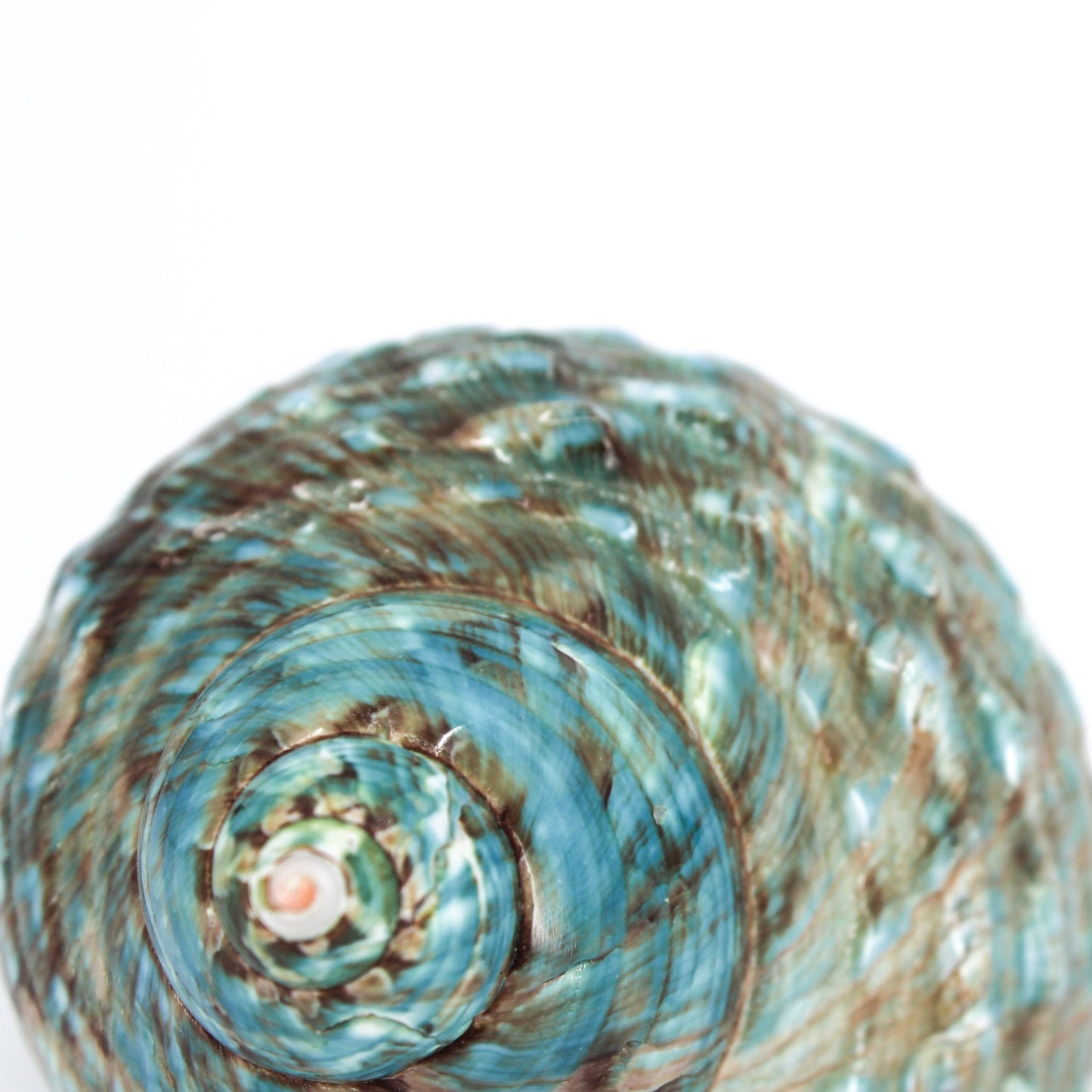 Jade Turbo Shell 2.5-3.5"