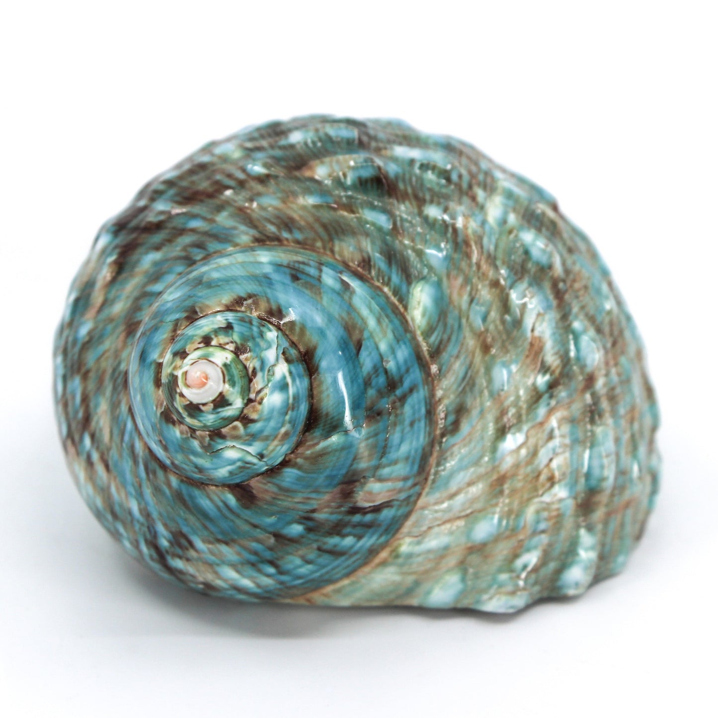 Jade Turbo Shell 2.5-3.5"
