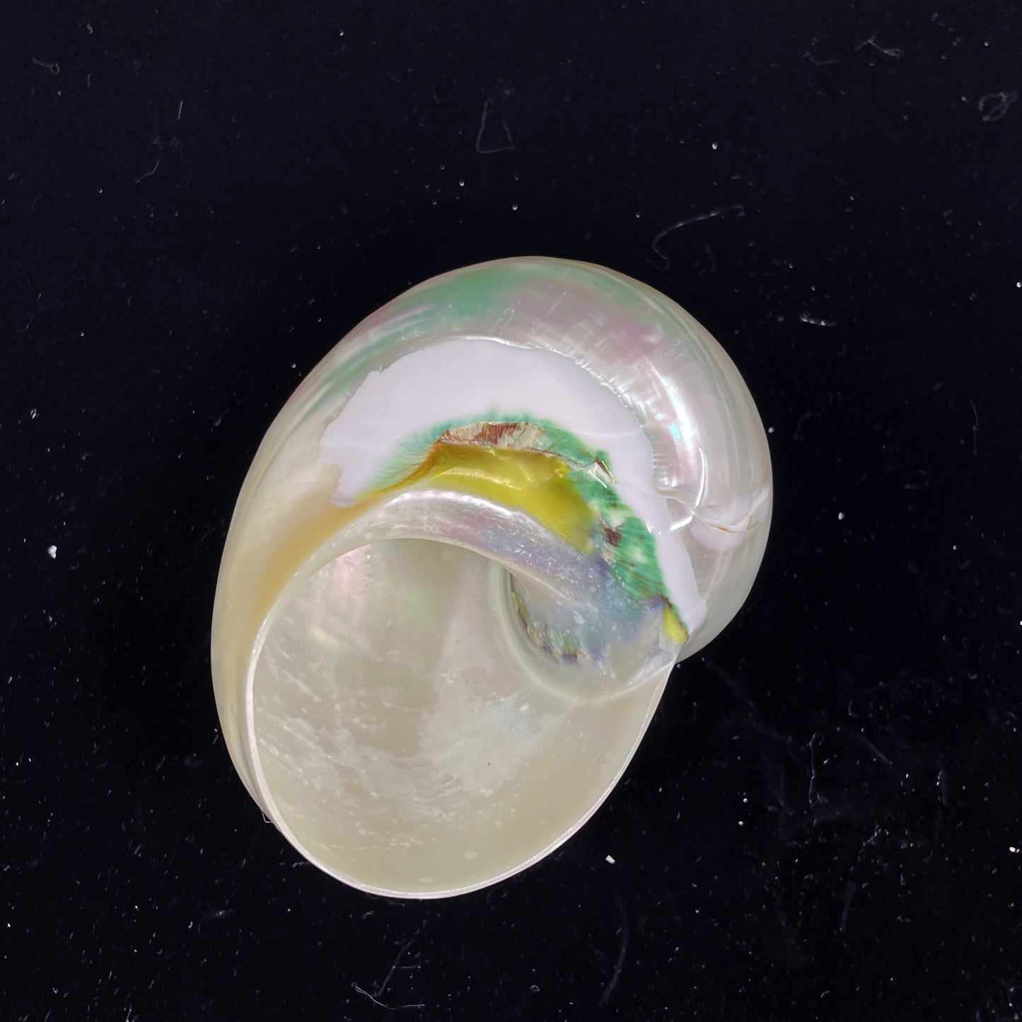 Polished Jade Turbo