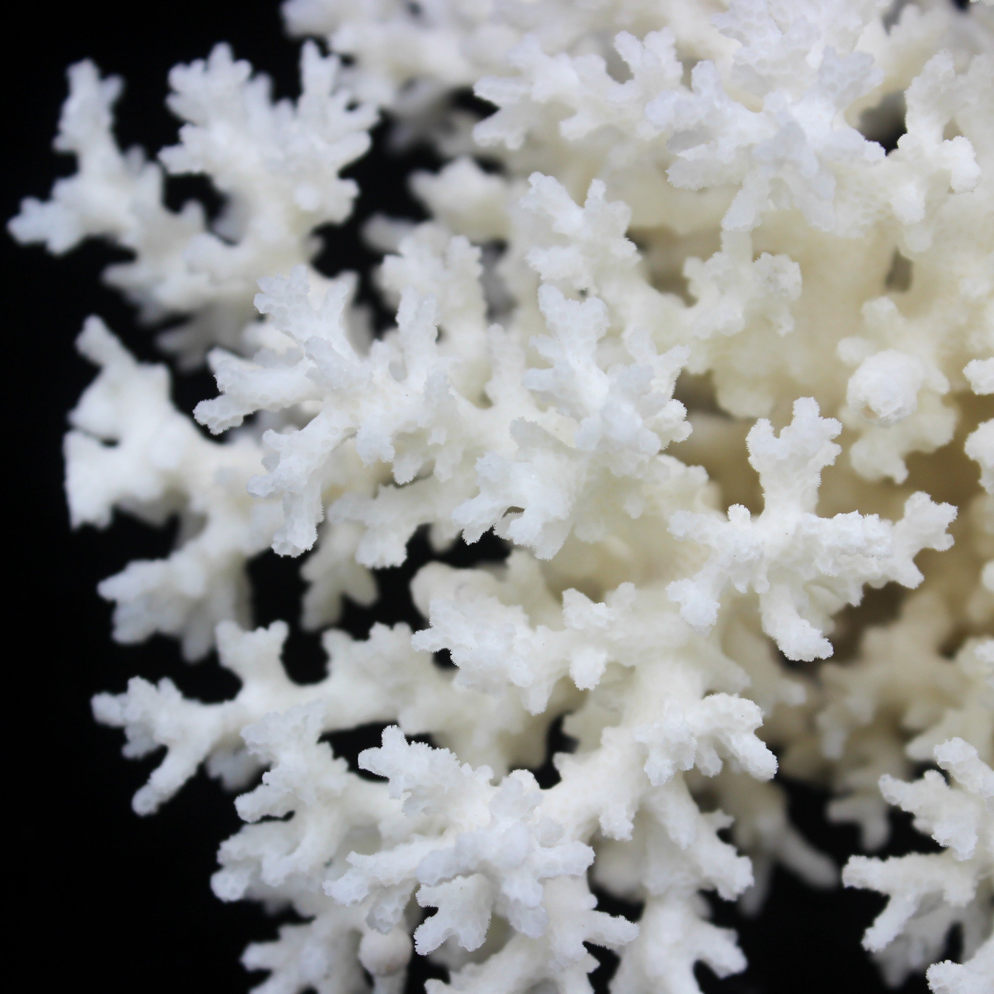 Lace Coral Specimen (7-10 Show)