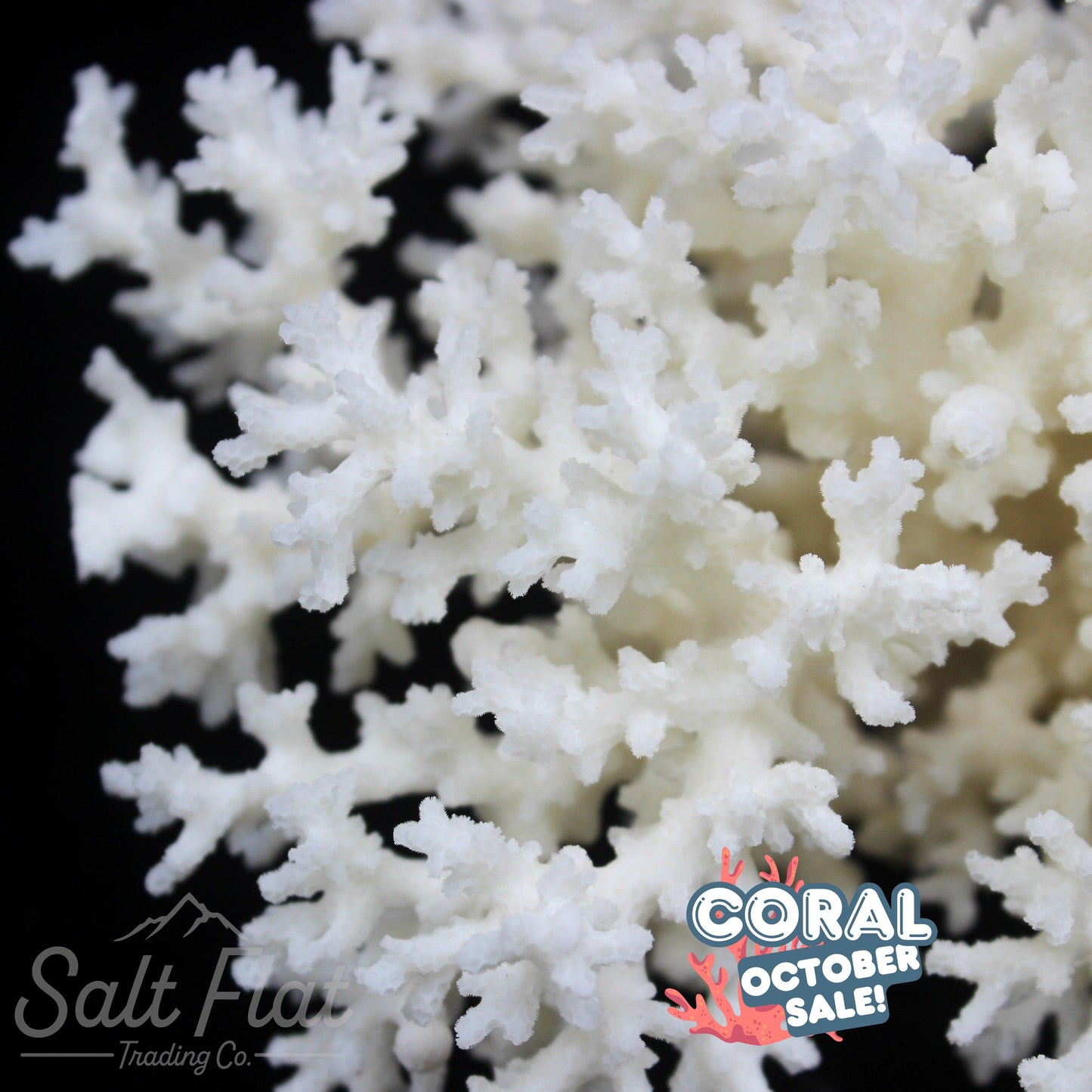 Lace Coral 5-7"
