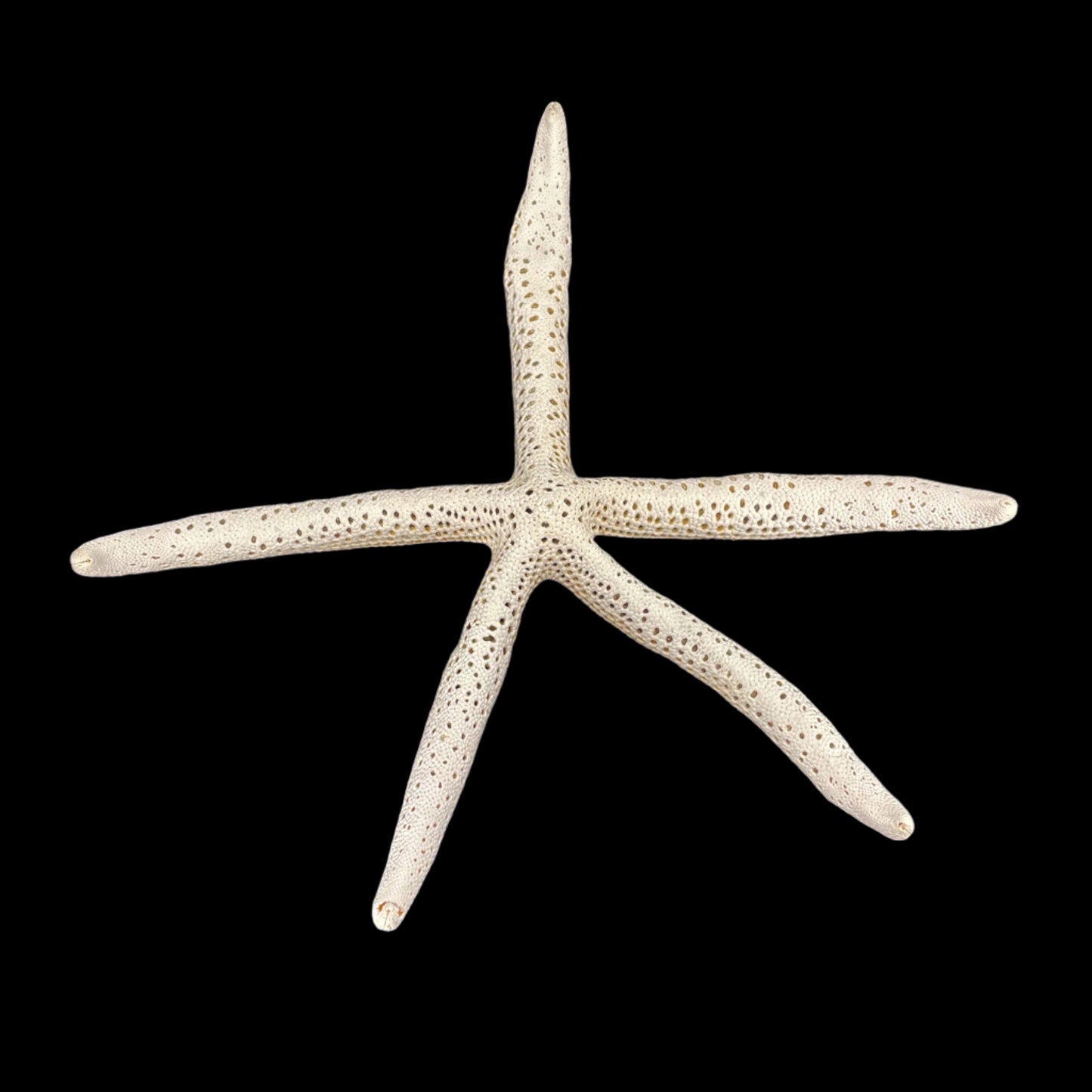White Linkia Star