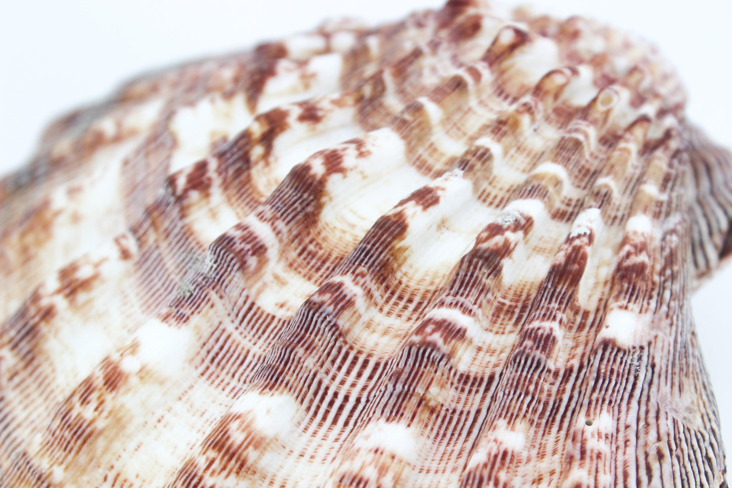 Lion's Paw | Natural 5-6"