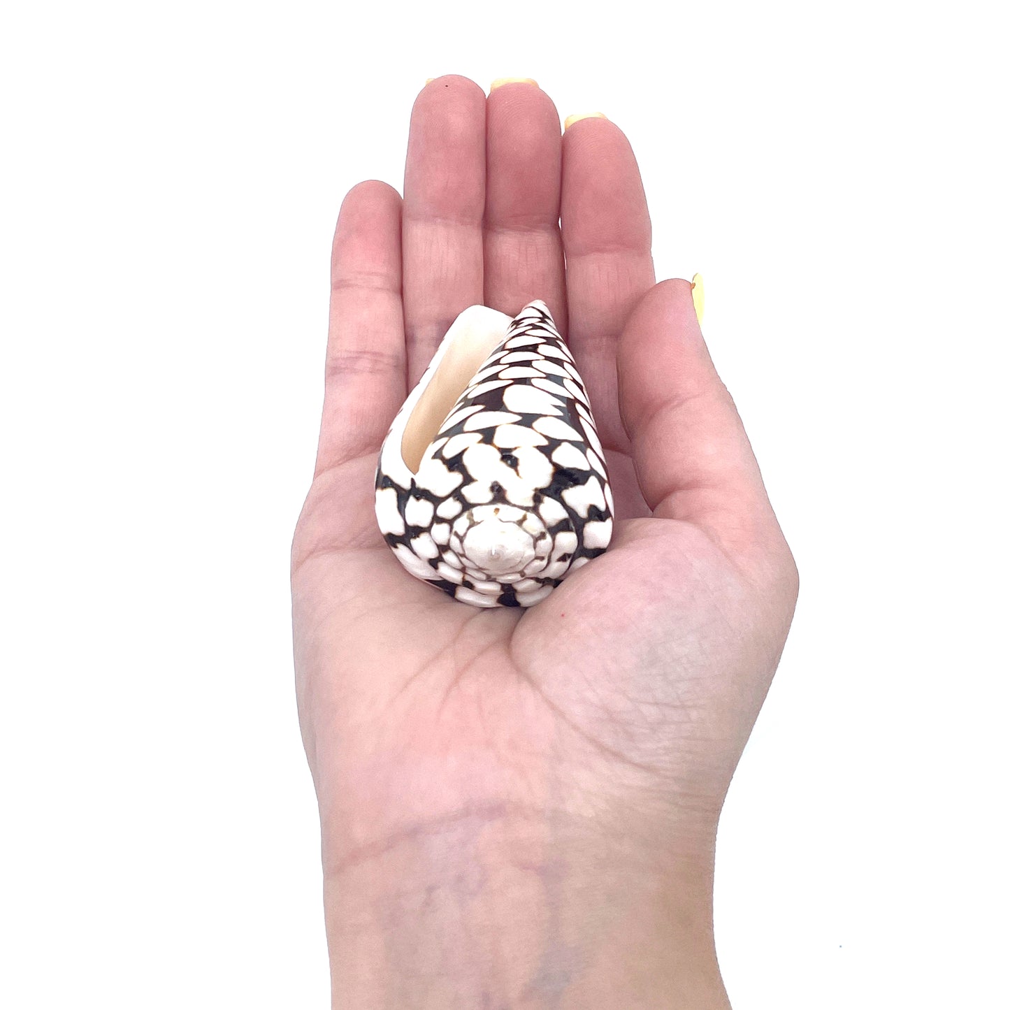 Marble Cone