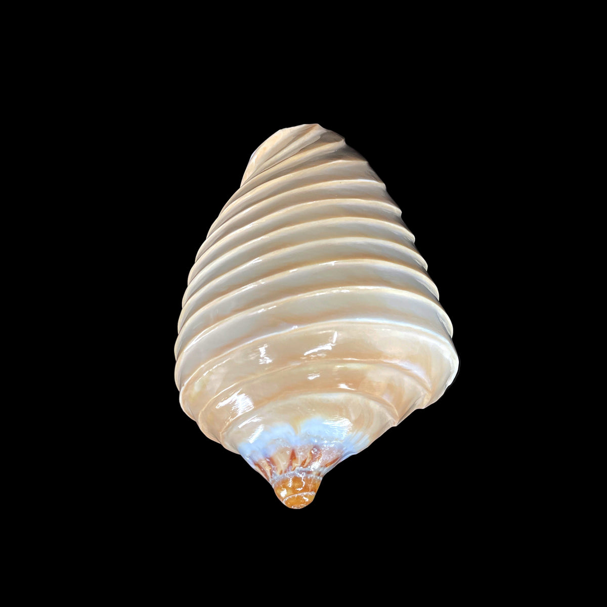 Noble Volute- Banded