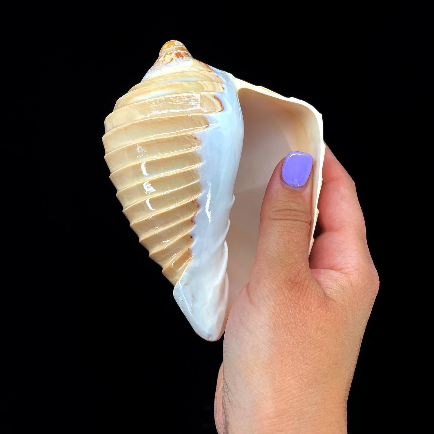 Noble Volute- Banded