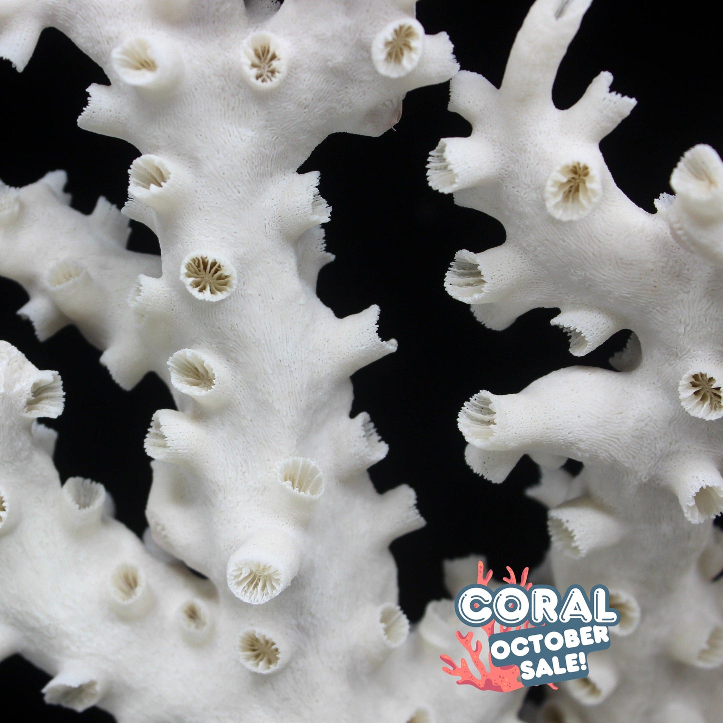 Octopus Coral 12-14"