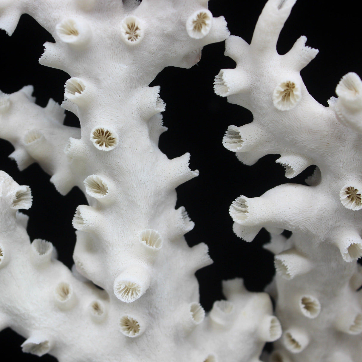 Octopus Coral 12-14"