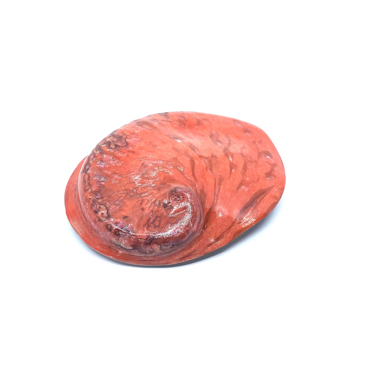 Midas Abalone Polished