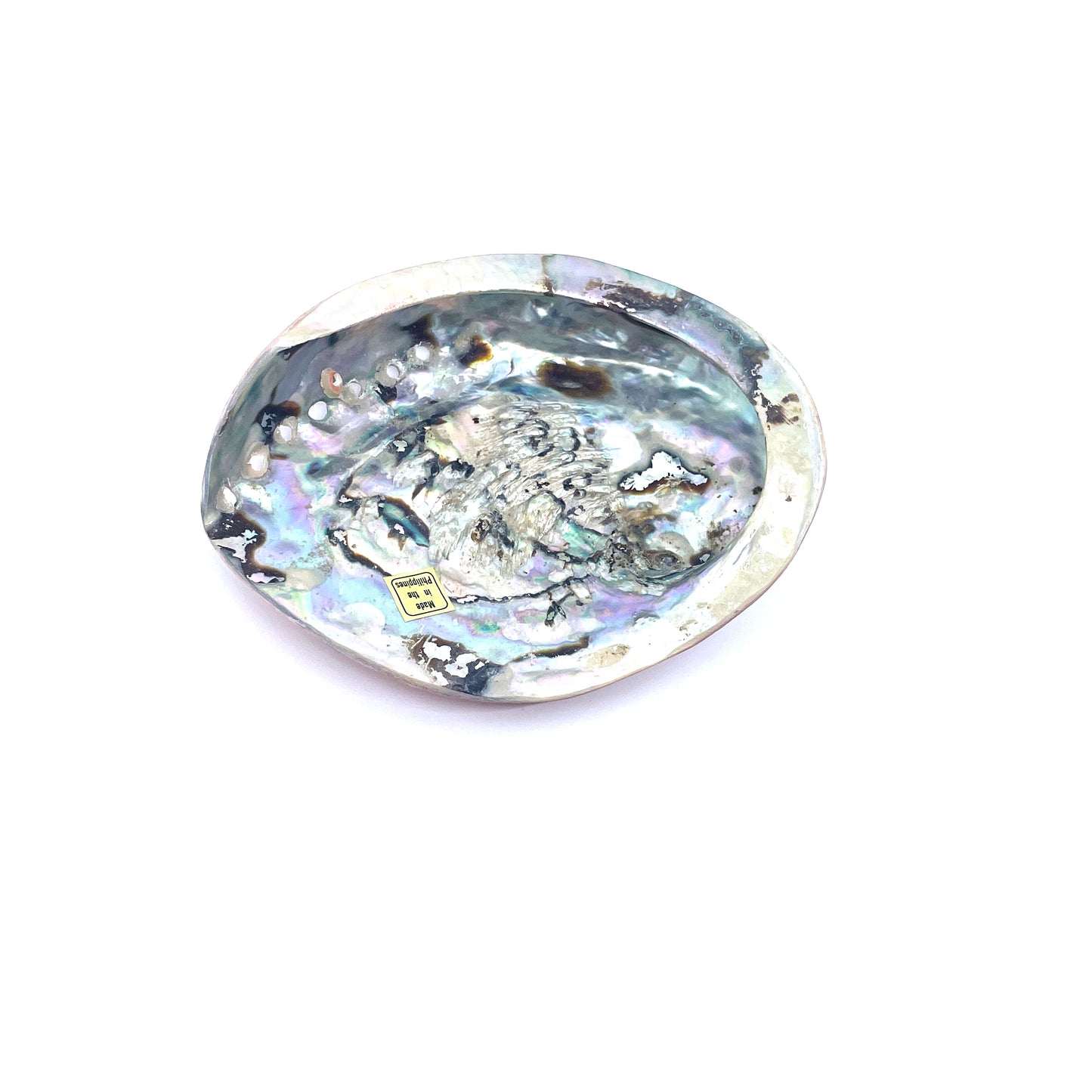 Midas Abalone Polished