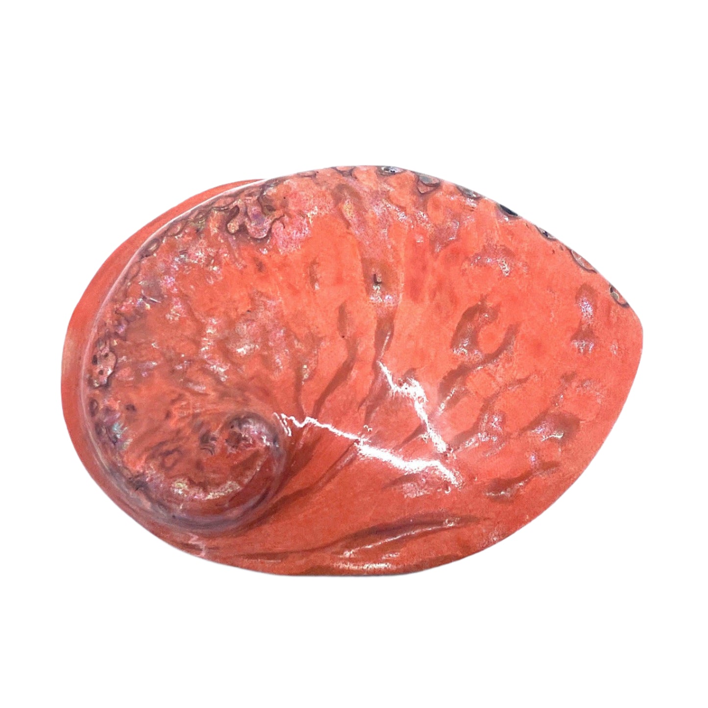 Midas Abalone Polished